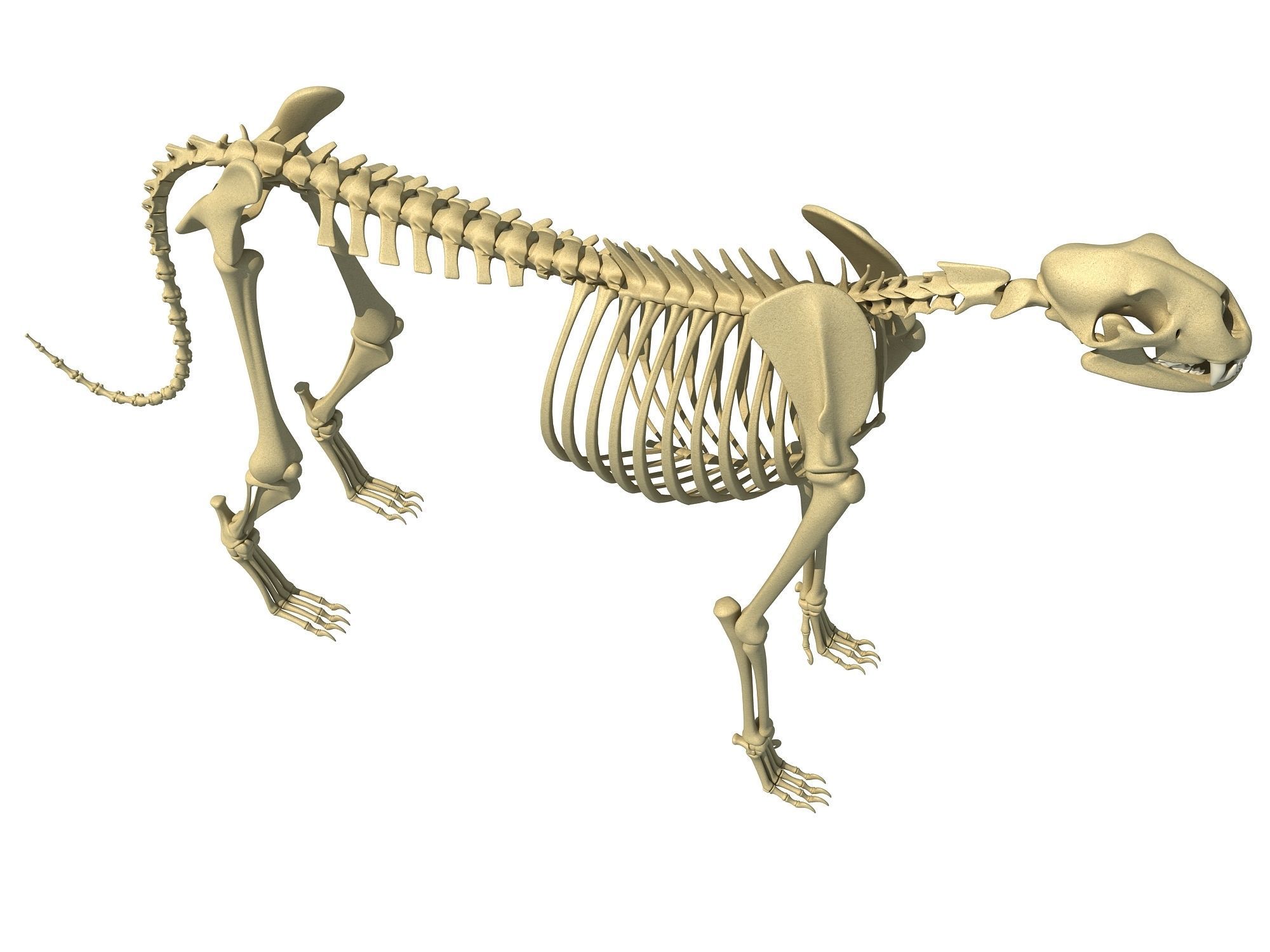 Animal Skeleton 3D Models 3D model CGTrader