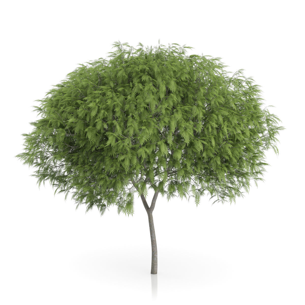 Staghorn Sumac Tree Rhus typhina