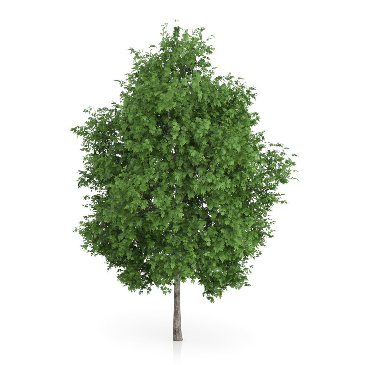 London Plane Tree Platanus acerifolia