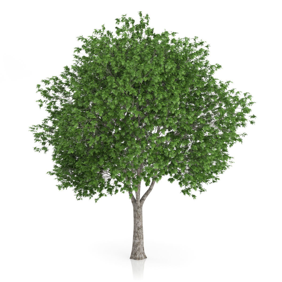 London Plane Tree Platanus acerifolia