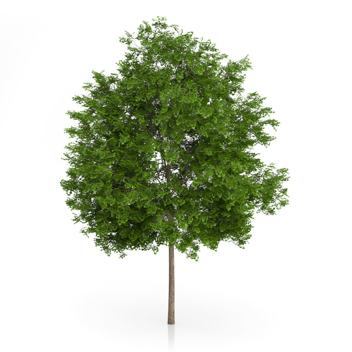 Maidenhair Tree Ginkgo biloba