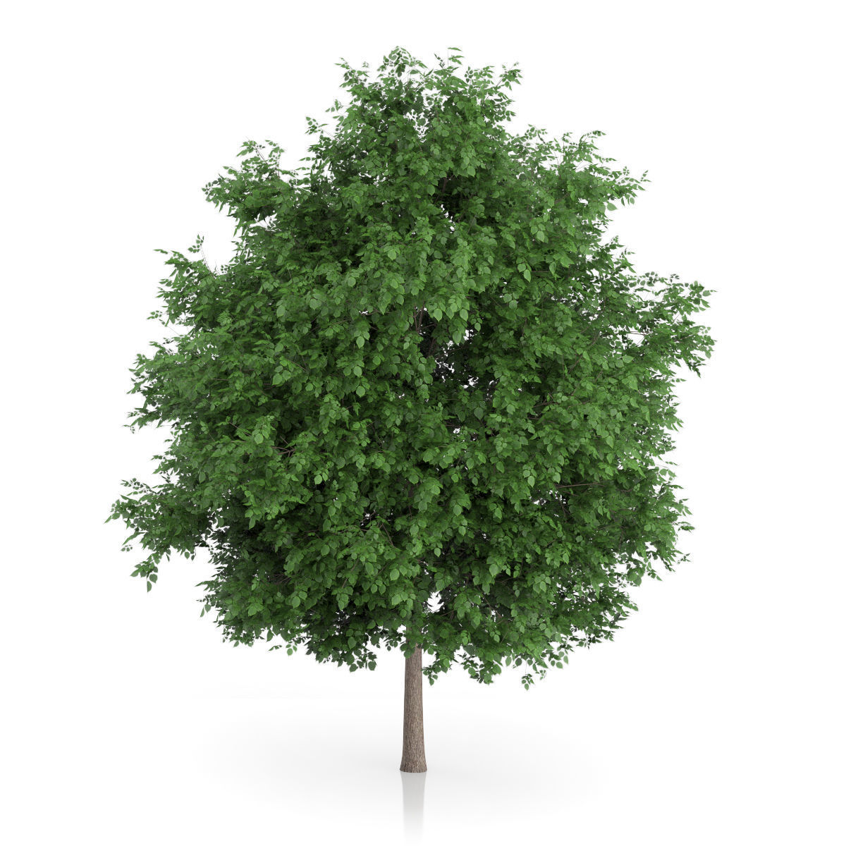 Large-leaved Lime Tree Tilia platyphyllos