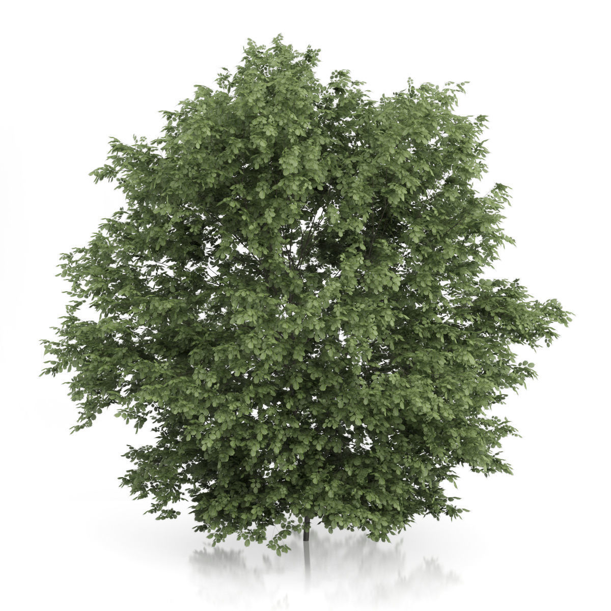 Common Hazel Tree Corylus avellana