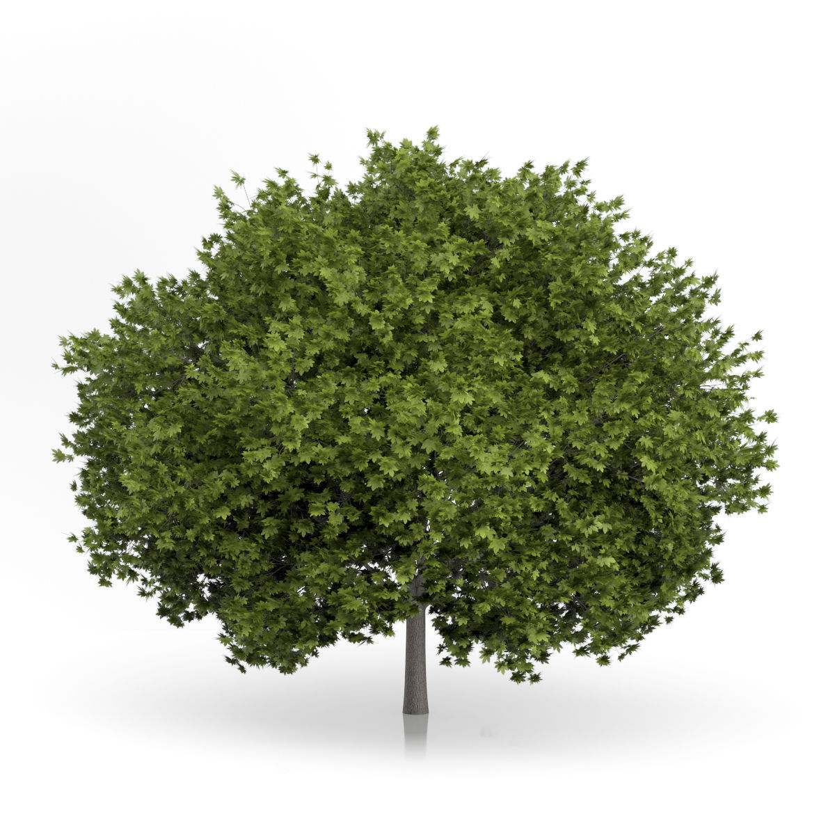 Norway Maple Tree Acer platanoides