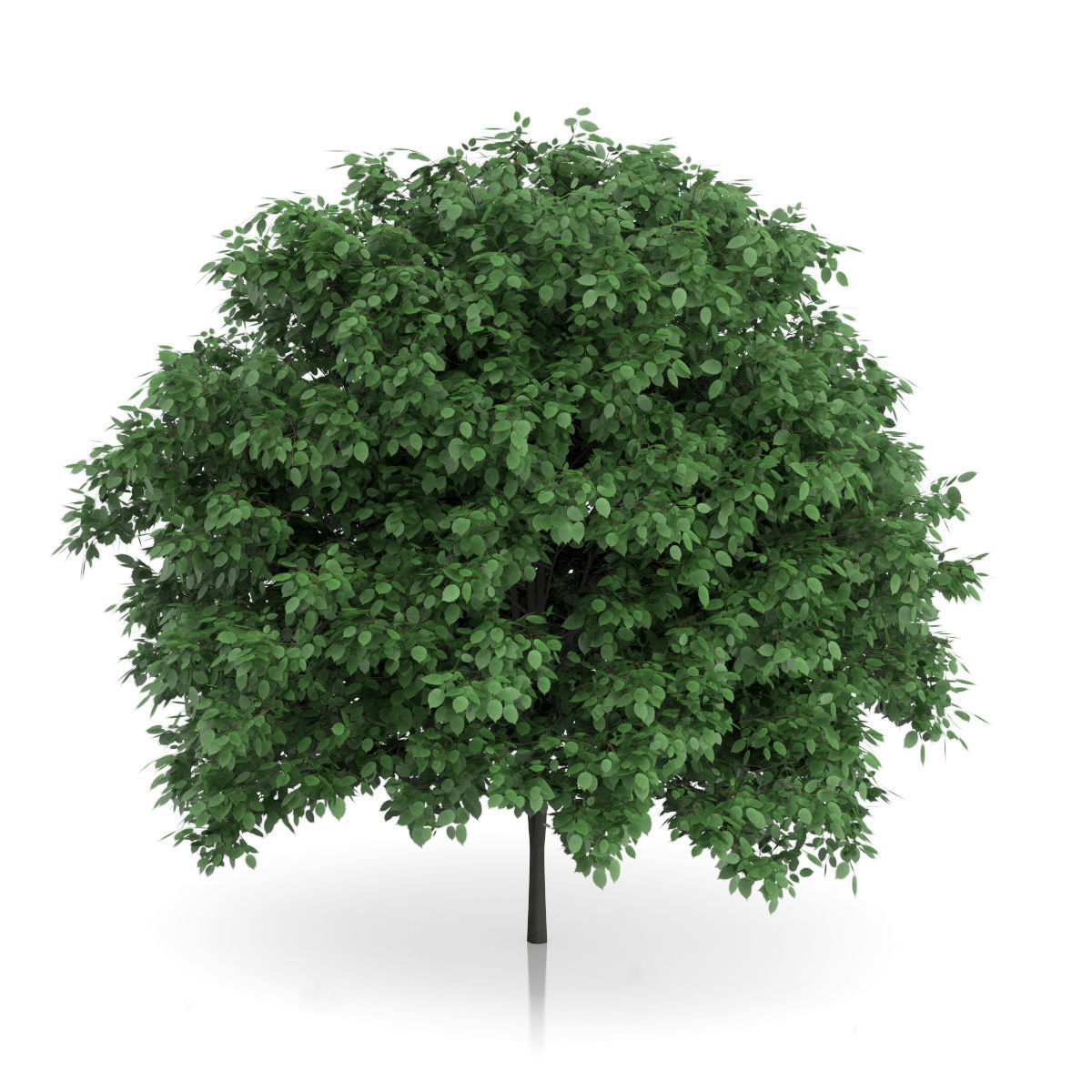 Common Hornbeam Tree Carpinus betulus 3D model