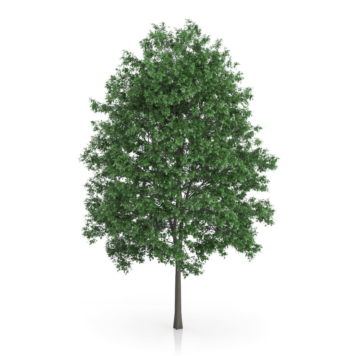 Common Hornbeam Tree Carpinus betulus 3D model