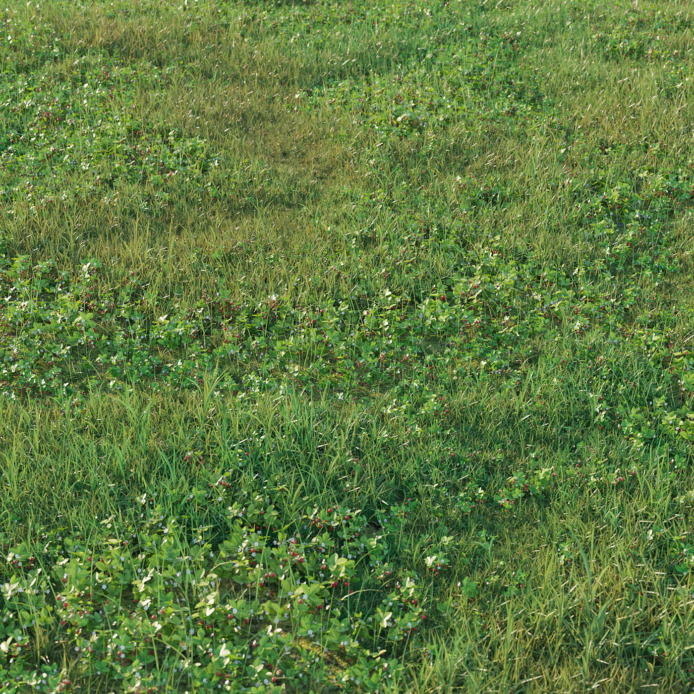 strawberry glade