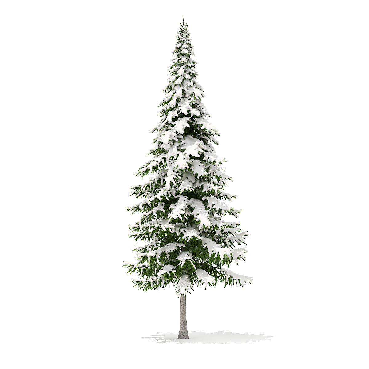 Fir Tree with Snow 10m