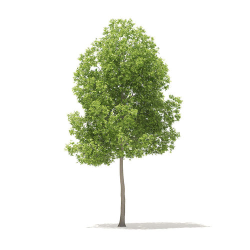 American Elm 6point2m