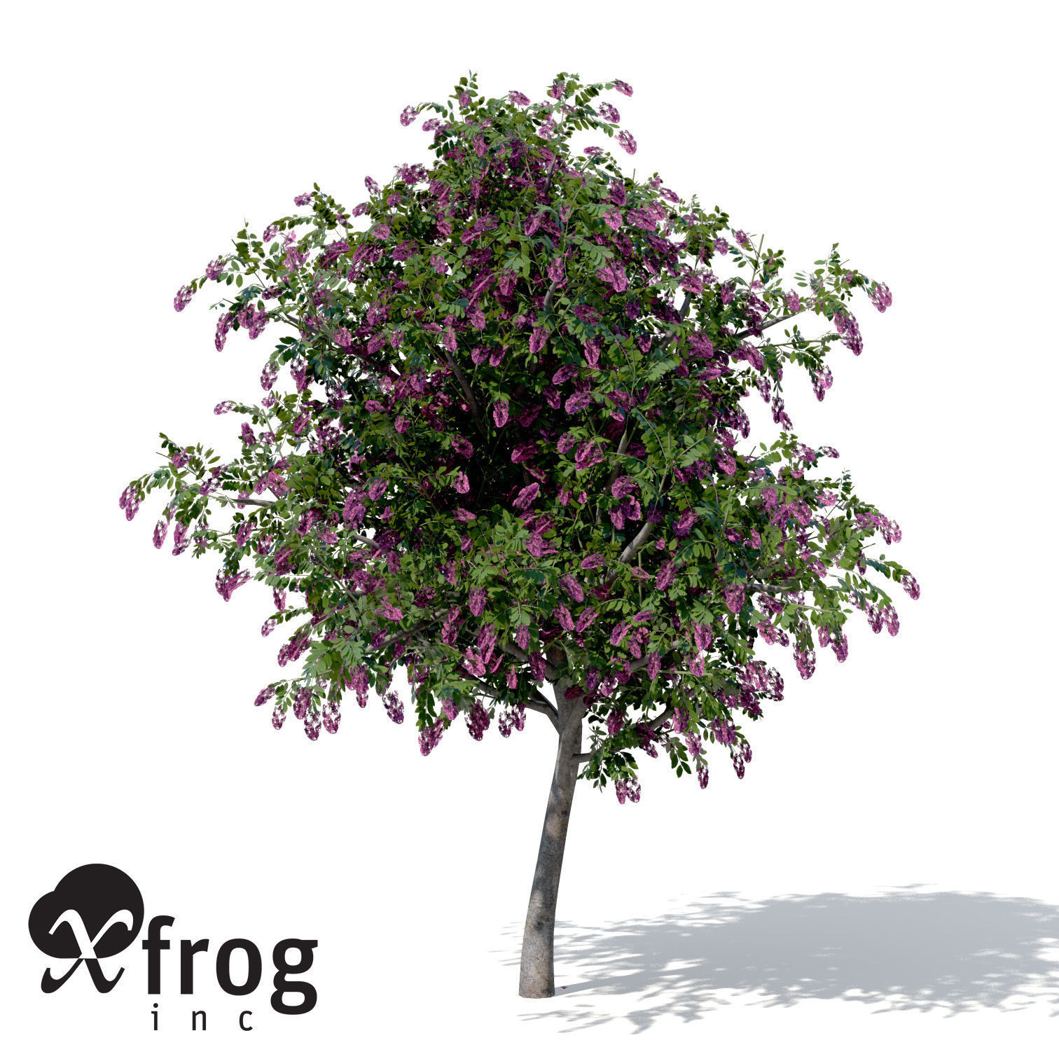 XfrogPlants Giant Crape Myrtle 3D model