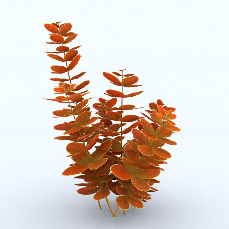 Berberys Orange Low-poly 3D model