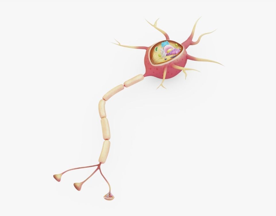 Neuron Cell Low-poly  3D model