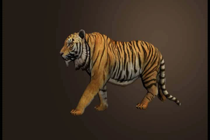 Photorealistic CGI Tiger Animation 3D Model Low-poly  3D model