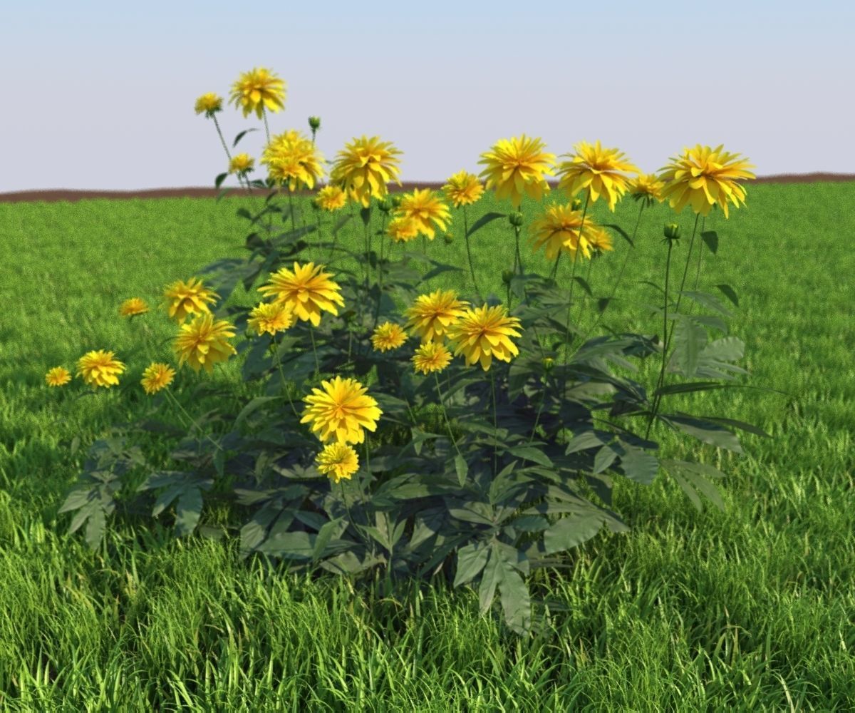 flowerbed rudbeckia 3D model