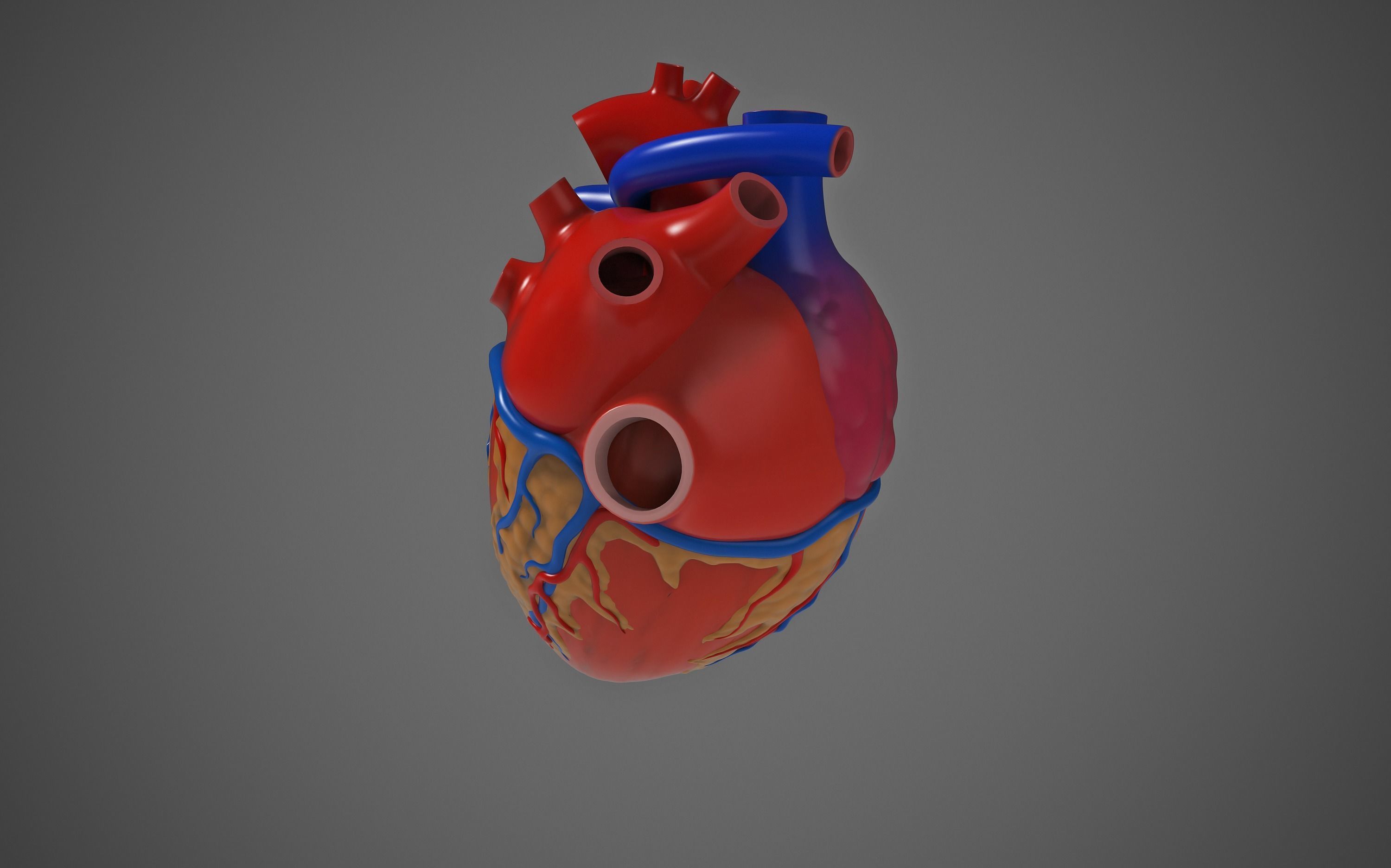 Human Heart 3D model CGTrader