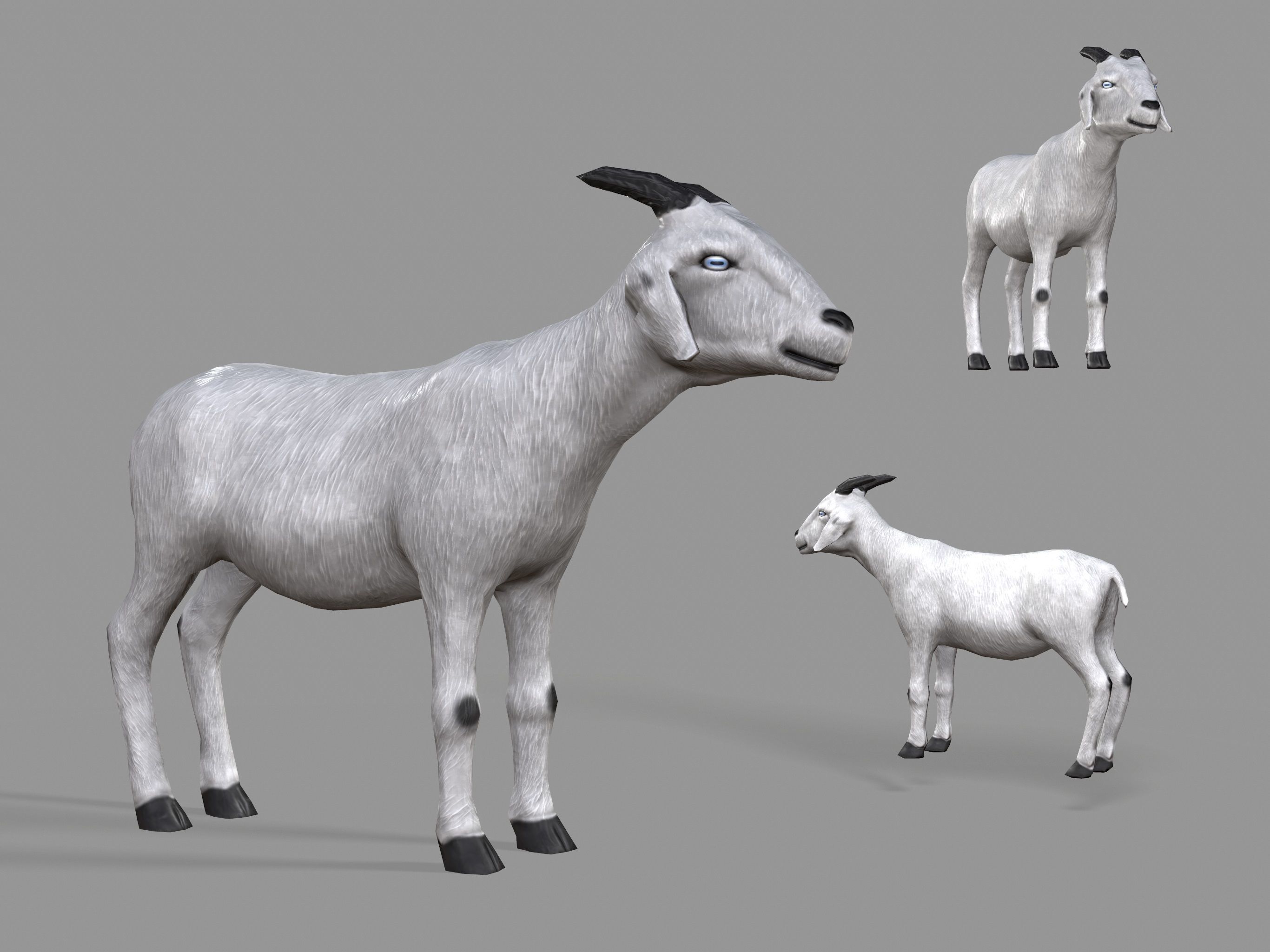 3D asset realtime White Goat CGTrader