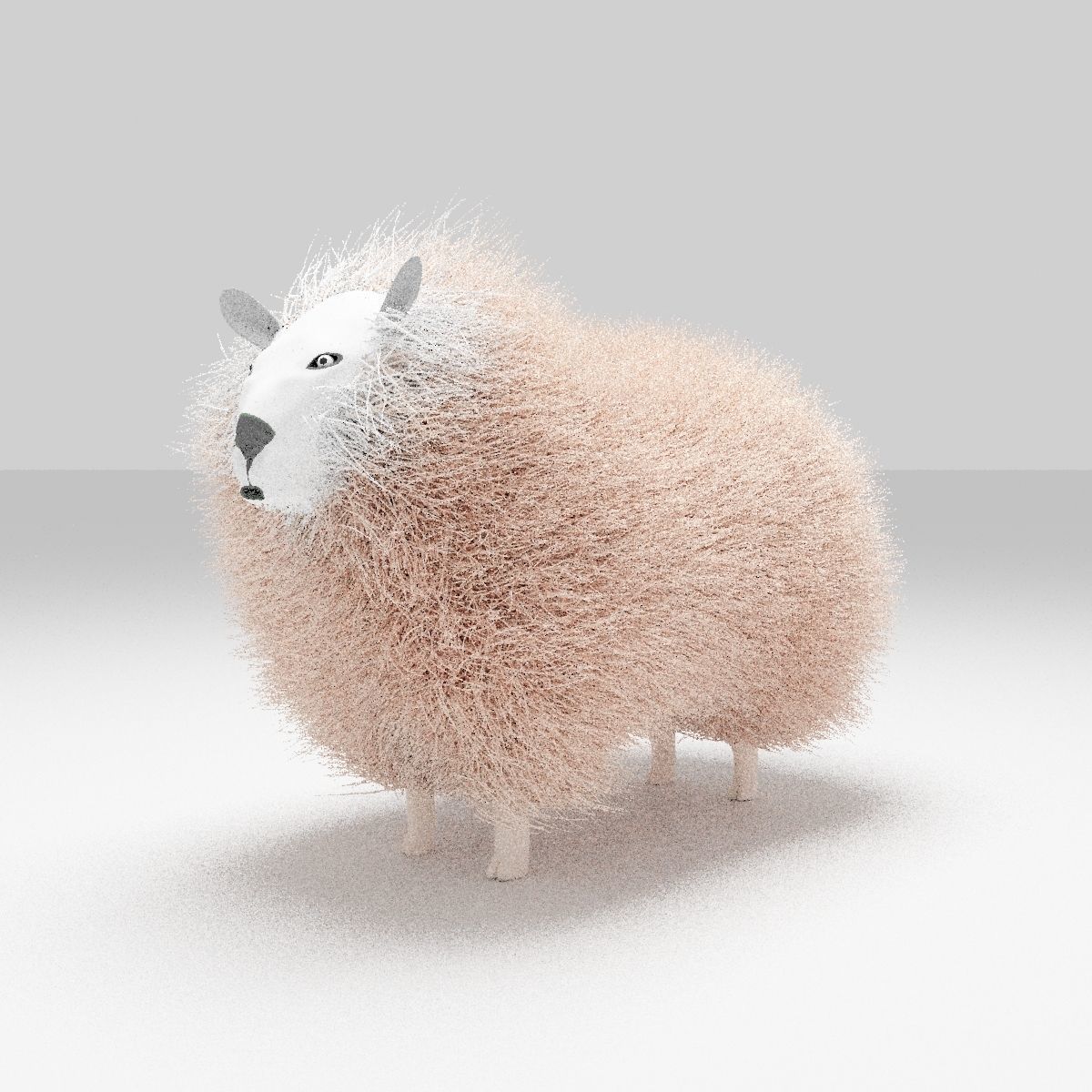 sheep