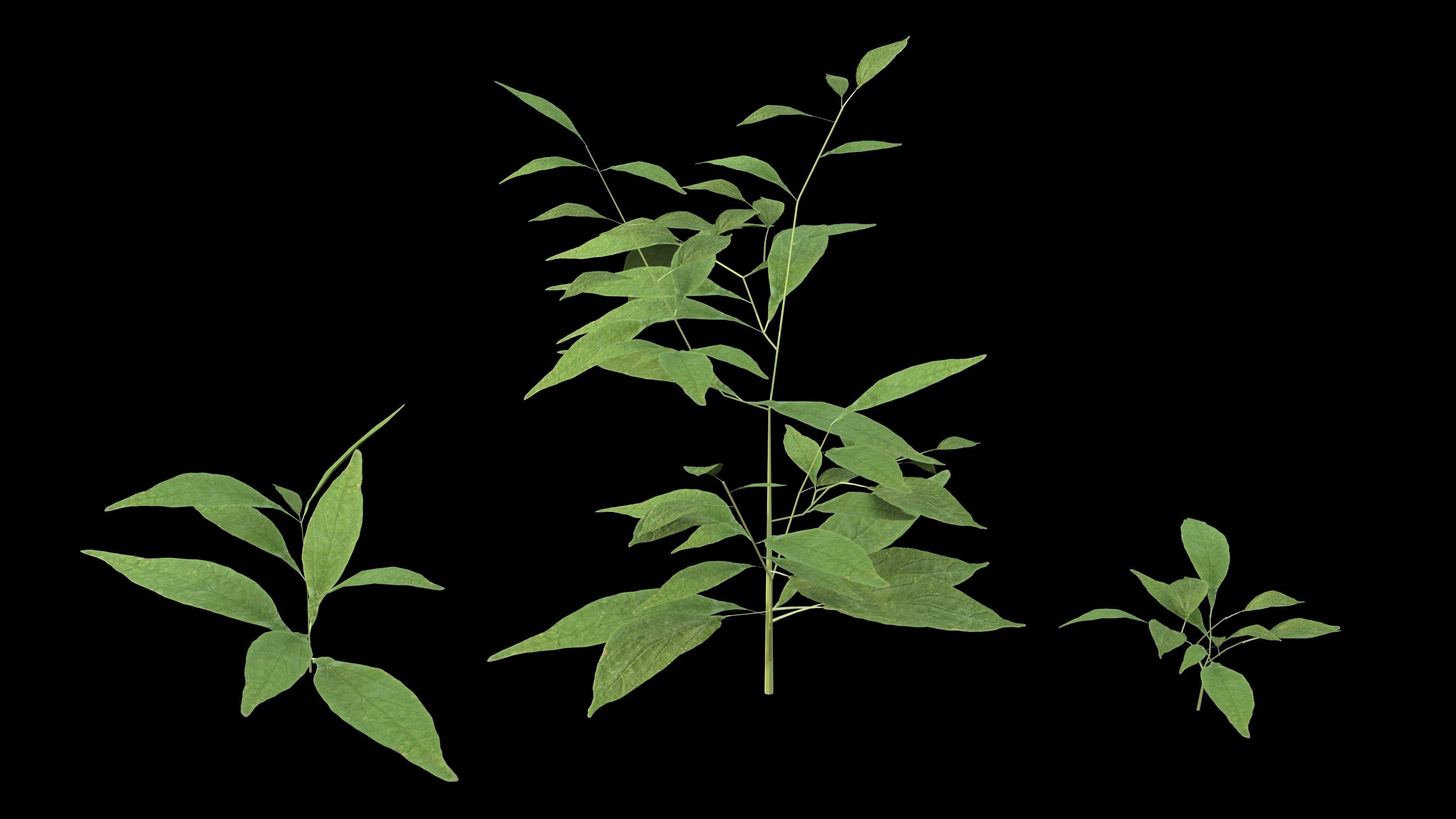 Plants 3D model