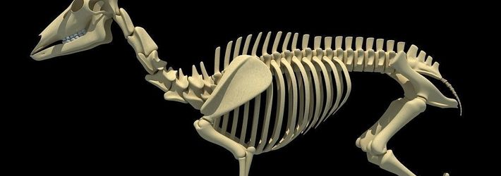 3D Horse: My key to success in selling 3D models is to create complex, unique and innovative 3D models